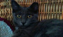Domestic Short Hair - Misty - Medium - Baby - Female - Cat
This silky all-black kitten was born approximately in early Oct 2012. She and a few of her siblings are up for adoption at Animalkind. She is accustomed to other cats and children, and is friendly