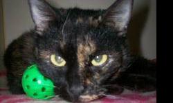 Domestic Short Hair - Mocha - Medium - Senior - Female - Cat
CHARACTERISTICS:
Breed: Domestic Short Hair
Size: Medium
Petfinder ID: 24799891
ADDITIONAL INFO:
Pet has been spayed/neutered
CONTACT:
Lollypop Farm, Humane Society of Greater Rochester |