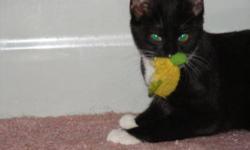Domestic Short Hair - Moe - Large - Baby - Male - Cat
Hi, I am called moe. I am a little boy all dressed up in a tuxedo looking for somewhere to go. I am still a little shy, but am so much braver than I was when I first came to live in a home. I love to