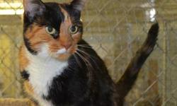 Domestic Short Hair - Molly - Small - Adult - Female - Cat
Molly is a spayed calico cat. There are no fees to adopt her. She had a good samaritan pay all fees associated with her. She is ready for her furever home... She is kind of shy & scared...