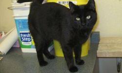 Domestic Short Hair - Mommy - Medium - Adult - Female - Cat
CHARACTERISTICS:
Breed: Domestic Short Hair
Size: Medium
Petfinder ID: 26271747
CONTACT:
Elmira Animal Shelter | Elmira, NY | 607-737-5767
For additional information, reply to this ad or see: