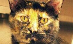 Domestic Short Hair - Moscato - Medium - Adult - Female - Cat
Hello, my name is Hannah, and I came in with my kittens because I was abandoned on someone's property and they could not keep us all. My Feline-ality assessment revealed that I'm a Love Bug. Do