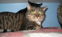 Domestic Short Hair - Mousey - Small - Adult - Female - Cat
Hi, my name is Mousey. I am a really pretty and shy little girl who was abandoned by my previous family. I has some kittens, and all of them got new homes. Now it is my turn to get a new family,