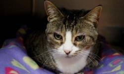 Domestic Short Hair - Ms Silver - Large - Adult - Female - Cat
Ms. Silver is a big girl who has a big voice to match. She loves to sit on your lap and have the back of her neck scratched and she'll tell you how much she loves it every second of the way.