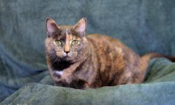 Domestic Short Hair - Nala - Large - Adult - Female - Cat
Nala is a beautiful 4 year old female. She gets along with other cats.
CHARACTERISTICS:
Breed: Domestic Short Hair
Size: Large
Petfinder ID: 25042503
ADDITIONAL INFO:
Pet has been spayed/neutered