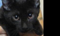 Domestic Short Hair - Nero - Medium - Baby - Male - Cat
Nero is a sweet little boy, friendly, quiet, a good kitten who doesn't get into a lot of trouble. He's being fostered in a home with other cats, dogs and small children, gets along with everyone. If