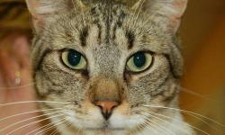 Domestic Short Hair - Neville - Large - Young - Male - Cat
Neville is a 2 year old male brown tiger cat with white paws. He is extremely playful, mischievous and has lots of love to give a new adopted family. Neville is on a special diet as he has what is