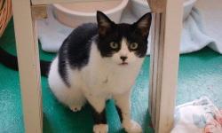 Domestic Short Hair - Nicole - Medium - Adult - Female - Cat
Nicole was found at around 4 months old with Natalie, Natalia, Nate and Nathan in 2007 and has been with us since. She needs her own space and in time she'll warm up. She's a gorgeous little