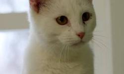 Domestic Short Hair - Nikki - Medium - Young - Male - Cat
Nikki is a very sweet, playful kitty. We estimate that he's about 6 months old. He's very friendly, curious, and looking for someone to cuddle and purr with. Come meet Nikki!
CHARACTERISTICS: