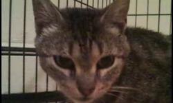Domestic Short Hair - Olive - Medium - Baby - Female - Cat
Adoption Process: HAHS has an adoption application that you can fill out if you are interested in one of our animals. Once we receive the application we review and contact veterinary and personal