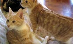 Domestic Short Hair - Orange and white
Jack Be Nimble (M/Orange), and Peter  Pumpkin (M/Orange w/White). They are 8 months old.
Jack and Peter were rescued as young kittens in Crown Heights, and have been hand-raised in foster care. They are mischievous,
