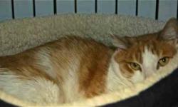 Domestic Short Hair - Orange and white - Candi - Small - Senior
Candi is one of our timid Sassy Seniors. She came here with a few of her kitty friends when her elderly owner could no longer care for them. She is taking more time than the others to settle
