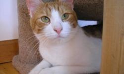 Domestic Short Hair - Orange and white - Candice - Medium
Hi, I'm Candice. I'm pretty unsocialized right now, but I do meow for treats when they come out. I have a big heart hidden behind all my fear, and am looking for someone to bring me into their home