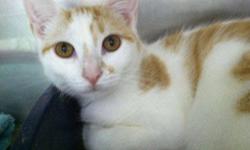 Domestic Short Hair - Orange and white - Chloe - Medium - Baby
Came to the shelter very scared as a young kitten. Now Chloe has developed a fun personality and if she trusts you, loves to show her gymnastic abilities. Nothing earth shattering. Just her