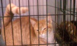 Domestic Short Hair - Orange and white - Jasper - Small - Baby
Jasper is an adorable little orange tabby kitten. He is not only gorgeous but also very playful and loving. He is looking for his forever loving home--could he be the kitten you are searching