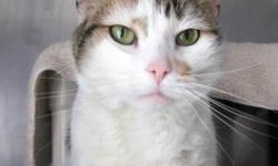 Domestic Short Hair - Orange and white - Kiki - Medium - Adult
Awww look at our friendly gal Kiki! This poor girl is five years old and arrived at the shelter when her family moved. I love to cuddle and I'm sure you do too! Because Kiki is a little older