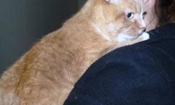 Domestic Short Hair - Orange and white - Leo - Large - Adult
Hello, folks, my name is Leo and I landed here at this great SPCA when my owner moved out of our home and left me behind. Can you imagine someone NOT taking wonderful me with her? Nope, neither