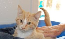 Domestic Short Hair - Orange and white - Lucky - Medium - Young
Lucky is just that, lucky he was taken into foster care. But he's a sweet and friendly little fellow looking for his forever home. Please contact Barb at 315-343-2959 for more info on