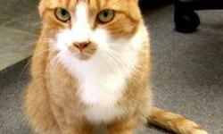 Domestic Short Hair - Orange and white - Max - Large - Adult
Max is a very friendly, declawed Orange & White handsome boy who needs a home because his owner is moving. He is not at HALO House yet, but is still with his owner and a home is needed soon.