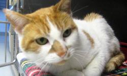 Domestic Short Hair - Orange and white - Mistletoe - Medium
love to have my head rubbed! I'm a friendly feline looking for a friendly family to love!
CHARACTERISTICS:
Breed: Domestic Short Hair - orange and white
Size: Medium
Petfinder ID: 25069006
