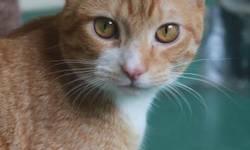 Domestic Short Hair - Orange and white - Penny - Small - Adult
Penny is a great cat 5yrs old spayed and very friendly lives with children and a dog she needs a new home because the owner is moving.Call 914-419-2574 or email [email removed]