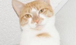 Domestic Short Hair - Orange and white - Pumpkin - Medium
Pumpkin came to PHS as a stray in fall of 2012 along with his sister Spice! Spice has been adopted and Pumpkin has found new friends, however, he would prefer to go to a home of his own now!