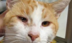 Domestic Short Hair - Orange and white - Red - Medium - Adult
I am a friendly boy who likes to be petted and have attention. I am a clean kitty and get along well with other cats. I came to the shelter as a stray from Bloomingburg area. I have had a hard