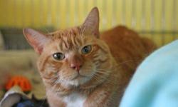 Domestic Short Hair - Orange and white - Simba - Large - Adult
Simba is a large 2 year old Male. He gets along well with other cats and is very gentle and affectionate.
CHARACTERISTICS:
Breed: Domestic Short Hair - orange and white
Size: Large
Petfinder
