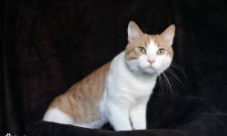Domestic Short Hair - Orange and white - Skippy - Large - Adult
Skippy is a 2.5 year Male
CHARACTERISTICS:
Breed: Domestic Short Hair - orange and white
Size: Large
Petfinder ID: 24644572
ADDITIONAL INFO:
Pet has been spayed/neutered
CONTACT:
Hi-Tor