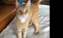 Domestic Short Hair - Orange and white - Skippy - Large - Young
Skippy is a striking cat with a long lean body, very athletic. He loves to run and play and is very fond of his brother Phillippe. Skippy might be a little shy in a new home at first but he