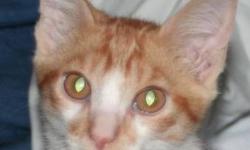 Domestic Short Hair - Orange and white - Squeaker (video)
"Frisky and playful, he can entertain himself for hours with crumbled paper balls. Friendly with, & respectful of, our dogs, he is good with our cats, too. He understands a warning "Et, et, et!"