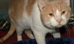 Domestic Short Hair - Orange and white - Tatum - Medium - Adult
Hi, my name is Tatum! I'm a handsome, 3 year old, male, buff and white kitty. I'm laid back and friendly and I love to be petted. I also love treats! I get along well with the other nice cats