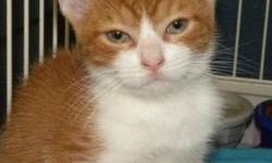 Domestic Short Hair - Orange and white - The Brain - Medium
Hi, my name is The Brain! I'm an adorable, 2 1/2 month old, spayed female, orange and white kitten. I'm lovable and cuddly and I like to play with my sister Pinky. We can't wait to get adopted!