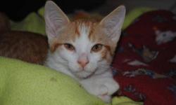 Domestic Short Hair - Orange and white - Vinnie Boom Bots
Vinnie Boom Bats ? Well that sounds like a pretty cool name. Maybe he could be a DJ on a local radio show, but certainly not a Dr that gives no respect. This little fellow will learn to respect and