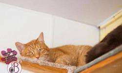 Domestic Short Hair - Orange - Arnie - Medium - Adult - Male
Arnie is a short-haired orange tiger that loves to play with his siblings. He is a bit shy, but once he warms up he comes looking for attention and will reward whoever pets him with head butts