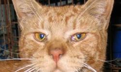Domestic Short Hair - Orange - Azor - Medium - Young - Male
THIS GUY PURS VERY LOUD AND IS QUITE FRIENDLY. NOT QUITE READY TO BE LAP CAT OR CARRIED AROUND. GETS ALONG VERY WELL WITH OUR OTHER SHELTER KITTIES. UNABLE UP GET PICTURE UP.
CHARACTERISTICS: