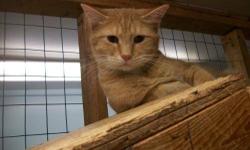 Domestic Short Hair - Orange - Buster - Medium - Adult - Male
I am a lovable boy who can still be a little shy around new people, since I have been at the shelter several years. I really like to be the center of attention. I get along with other nice cats