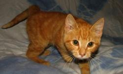 Domestic Short Hair - Orange - Eli - Medium - Baby - Male - Cat
Eli is a friendly, gentle, affectionate kitten. He easy going and playful, loves everyone, including other cats and friendly dogs. He's very social and would be a great addition to a home
