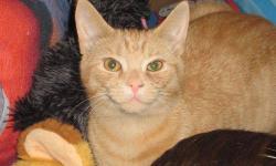 Domestic Short Hair - Orange - Healey - Small - Baby - Female
Healy is an adorable little female orange kitten. She is a bit on the shy side and not as curious as her brother Homer. She is currently fostered with other cats, a dog, and some children and