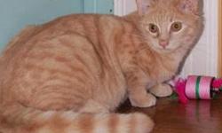 Domestic Short Hair - Orange - Jack - Large - Young - Male - Cat
CHARACTERISTICS:
Breed: Domestic Short Hair-orange
Size: Large
Petfinder ID: 24677658
ADDITIONAL INFO:
Pet has been spayed/neutered
CONTACT:
North Country Animal Shelter | Malone, NY |