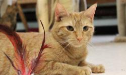 Domestic Short Hair - Orange - Nemo - Small - Young - Male - Cat
Young male orange cat apparently dumped at our shelter . We were luck enough to catch him before he got hit by a car . He is a sweet cat that likes attention . He seems friendly towards
