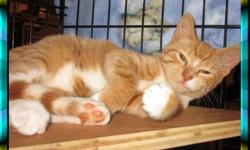 Domestic Short Hair - Orange - Patty - Medium - Young - Female
adorable rescue , all medical to be done.. 516 849-5232 [email removed]
CHARACTERISTICS:
Breed: Domestic Short Hair-orange
Size: Medium
Petfinder ID: 24232565
ADDITIONAL INFO:
Pet has been