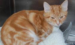 Domestic Short Hair - Orange - Pluto - Medium - Young - Male
CHARACTERISTICS:
Breed: Domestic Short Hair-orange
Size: Medium
Petfinder ID: 25153451
ADDITIONAL INFO:
Pet has been spayed/neutered
CONTACT:
North Country Animal Shelter | Malone, NY |