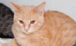 Domestic Short Hair - Orange - Pumpkin - Medium - Baby - Male
Will be fixed soon
CHARACTERISTICS:
Breed: Domestic Short Hair-orange
Size: Medium
Petfinder ID: 24464787
CONTACT:
North Country Animal Shelter | Malone, NY | 518-483-8079
For additional