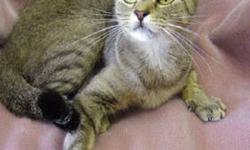 Domestic Short Hair - Orange - Sarah - Medium - Adult - Female
Sarah came from a very overcrowded home. She lived the first year of her life in a storm cellar. Sarah was rescued and soon delivered a litter of kittens. At first she was thought to be