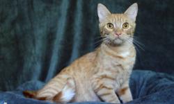 Domestic Short Hair - Orange - Sophia - Medium - Adult - Female
Sophia is a pretty 2 year old female
CHARACTERISTICS:
Breed: Domestic Short Hair-orange
Size: Medium
Petfinder ID: 24314008
ADDITIONAL INFO:
Pet has been spayed/neutered
CONTACT:
Hi-Tor