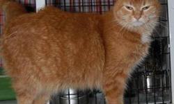 Domestic Short Hair - Orange - Sunshine - Large - Adult - Female
CHARACTERISTICS:
Breed: Domestic Short Hair-orange
Size: Large
Petfinder ID: 25381207
ADDITIONAL INFO:
Pet has been spayed/neutered
CONTACT:
North Country Animal Shelter | Malone, NY |