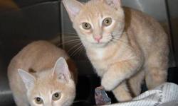 Domestic Short Hair - Orange - Toni And Coolie - Medium - Baby
Will be fixed soon - two brothers who need a good home
CHARACTERISTICS:
Breed: Domestic Short Hair-orange
Size: Medium
Petfinder ID: 24464716
ADDITIONAL INFO:
Pet has been spayed/neutered