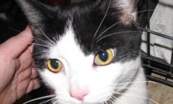 Domestic Short Hair - Oreo - Medium - Adult - Male - Cat
I am a friendly boy who wants to come out and play. I like to be petted and have attention, and get along well with other nice cats. Please stop by the MIDDLETOWN PETSMART and see how nice I am in