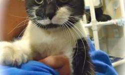 Domestic Short Hair - Oreo - Medium - Young - Male - Cat
Adoption Process: HAHS has an adoption application that you can fill out if you are interested in one of our animals. Once we receive the application we review and contact veterinary and personal